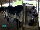 Estiagem afeta gado de corte e produção de leite no ES