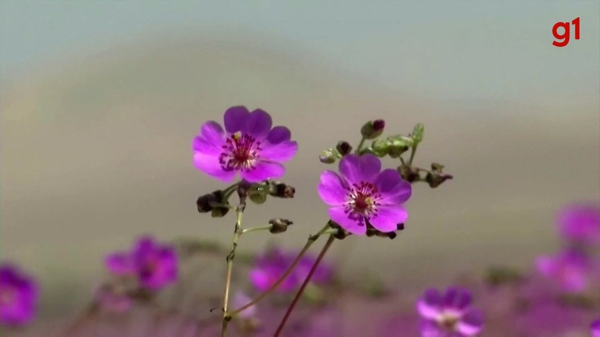 VIDEO: Chile anuncia creación del Parque Nacional Deserto-Florido |  Mundo