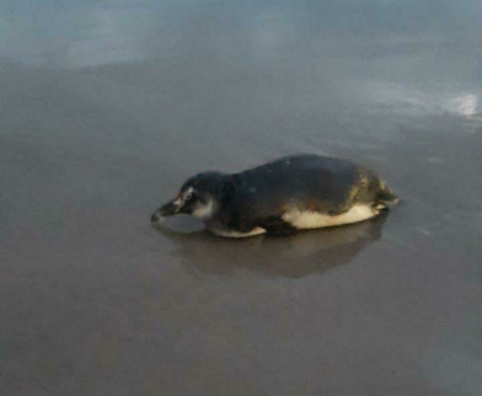Pinguim debilitado é resgatado após aparecer em Praia Grande, SP | Santos e  Região | G1