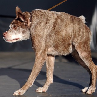 Quasi Modo, uma mistura de pitbull com pastor holandês, com 10 anos de idade, derrotou outros 26 cães em 2015