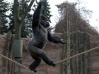 Gorila de zoo da Alemanha caminha na corda bamba e faz acrobacias