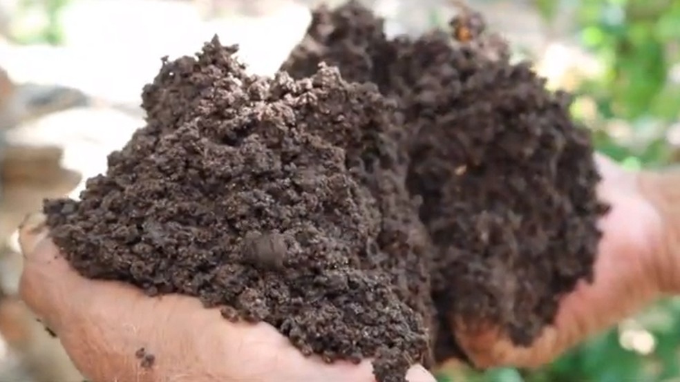 Húmus é rico adubo para cultivo de mudas mais sensíveis que precisam de material tratado. (Foto: Reprodução/TV Clube)