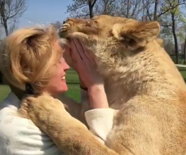 Leões têm reação emocionantes ao reencontrar mulher que os adotou (Foto: Reprodução / YouTube)