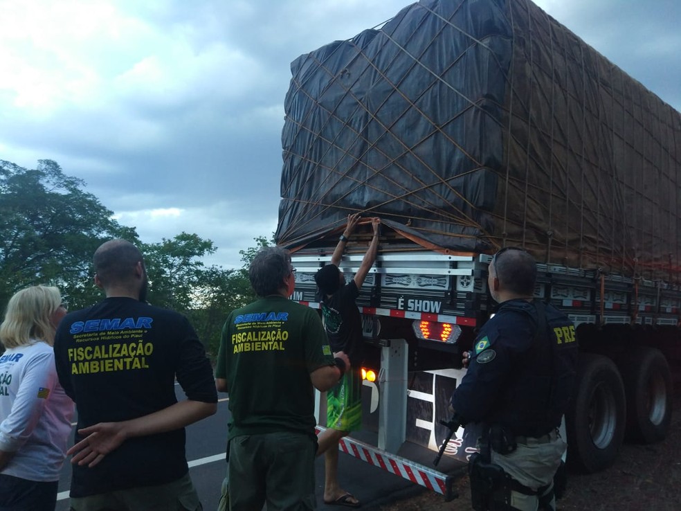 Quase cem quilos de madeira ilegal foram apreendidos em operação no Sul do Piauí — Foto: Divulgação/ PRF