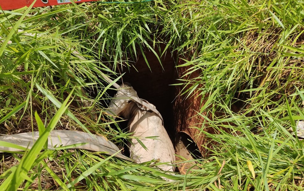 Animal caiu em uma caixa de águas pluviais de uma propriedade rural — Foto: João Trentini/Arquivo pessoal
