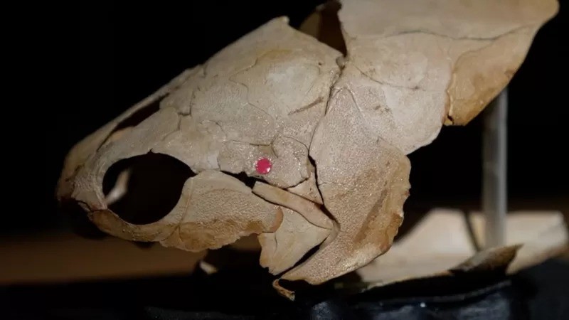 Um fóssil da cabeça de um peixe Gogo com grandes órbitas oculares (Foto: BBC)