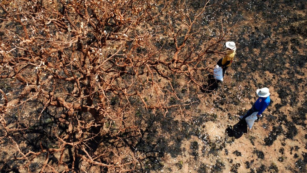 Moradores da Chapada dos Veadeiros jogam sementes em área devastada pelo fogo: tentativa de recuperação e de evitar mais tragédias — Foto: Cristiano Mariz