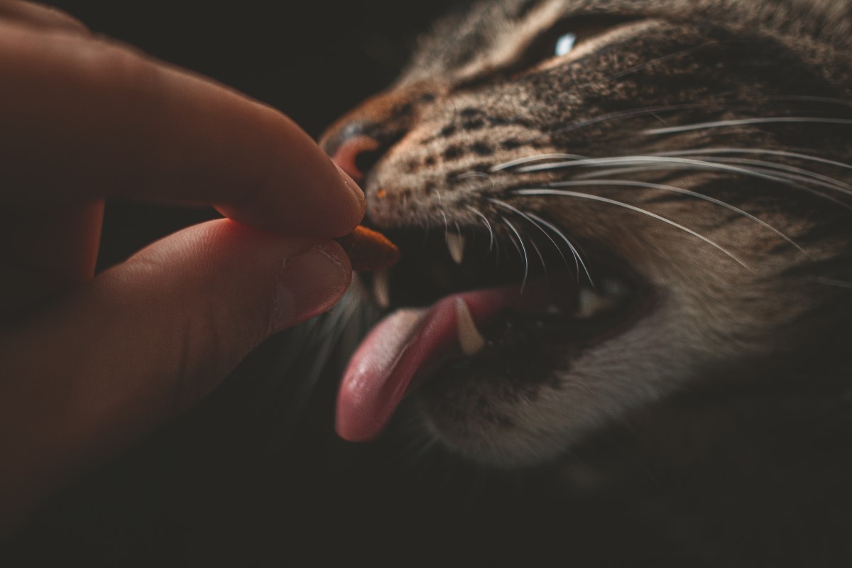 Os gatos têm um paladar mais sensível. Por isso, pode ser mais difícil para dar a medicação (Foto: Pexels/ Lucas Pezeta/ CreativeCommons)