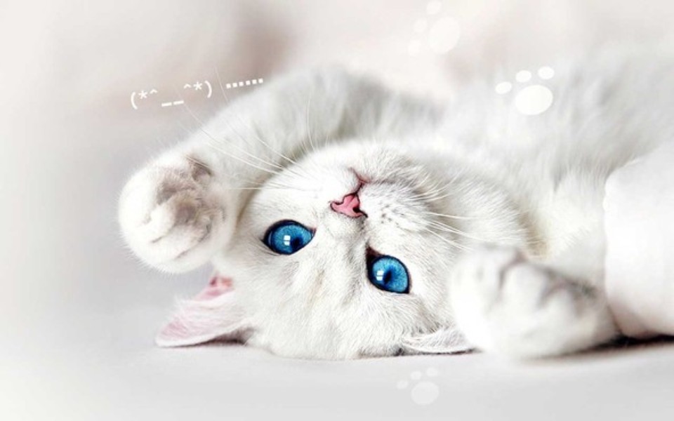 Papel de Parede: Naughty cat | Download | TechTudo