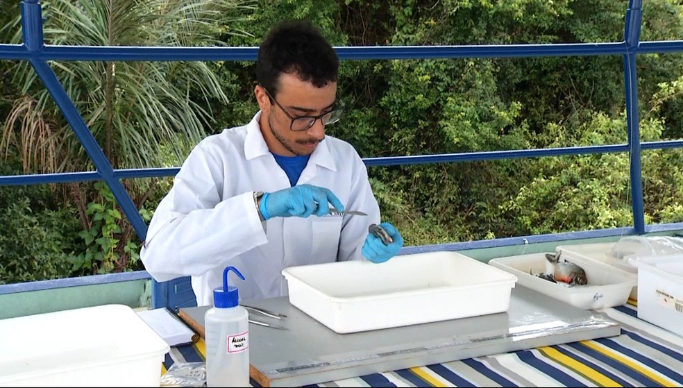 Pesquisador analisando peixes da bacia do rio Araguaia — Foto: TV Anhanguera/Reprodução