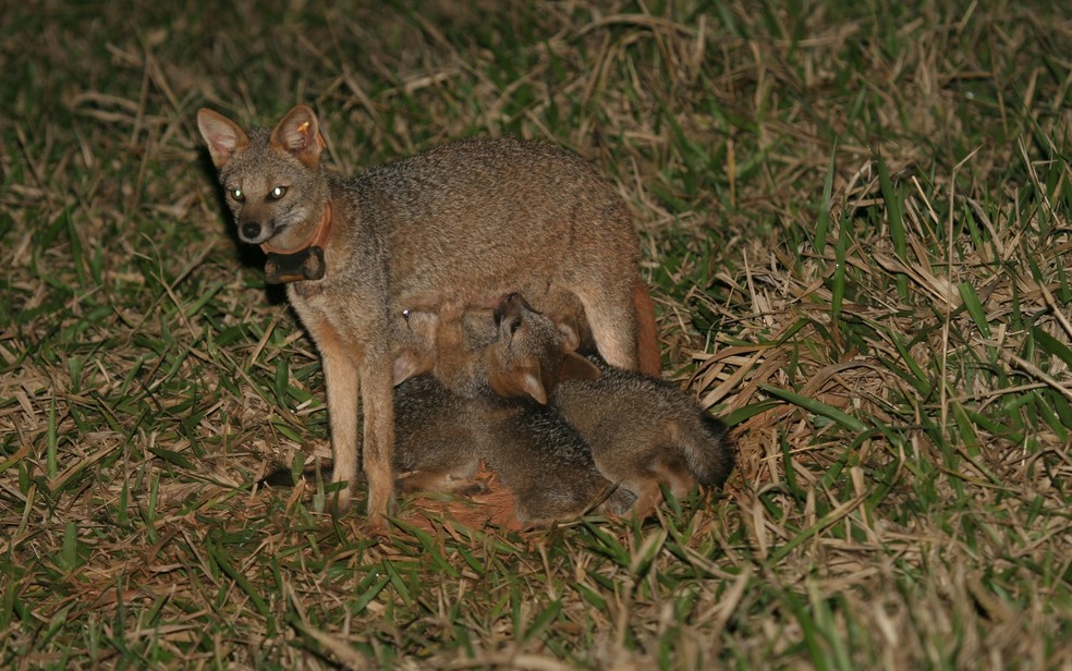 Raposa-do-campo vive apenas em áreas de cerrado e corre risco de extinção (Foto: Divulgação/Frederico Gemesio Lemos)