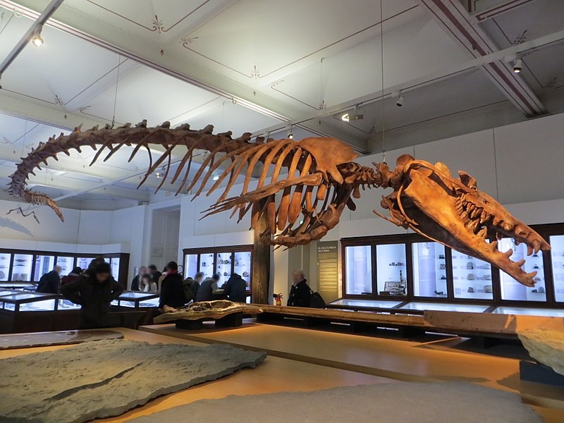 Fóssil de Basilosaurus isis no Nantes History Museum, na França (Foto: Asmoth/Wikimedia Commons)