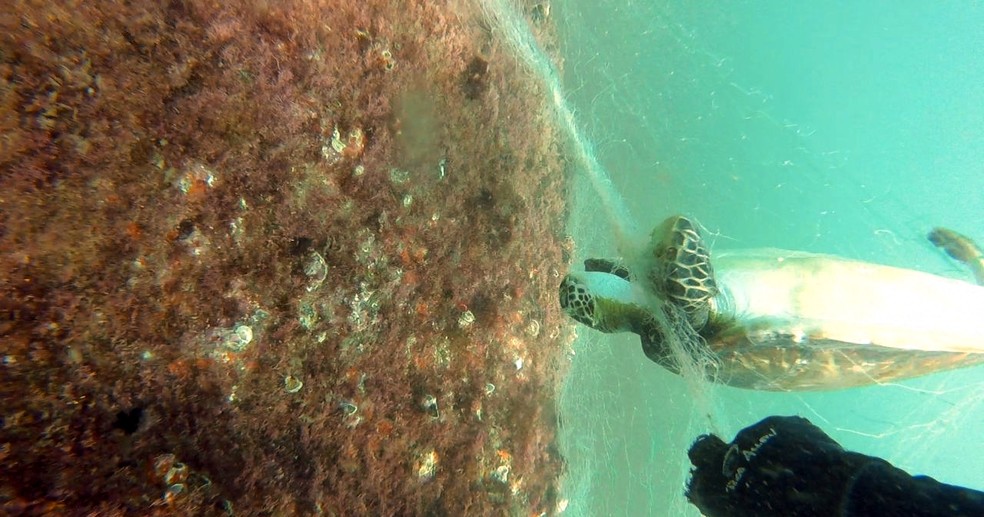 Tartarugas foram encontradas mortas presas a rede de pesca na costa de Itanhaém, SP (Foto: Divulgação/IPM)