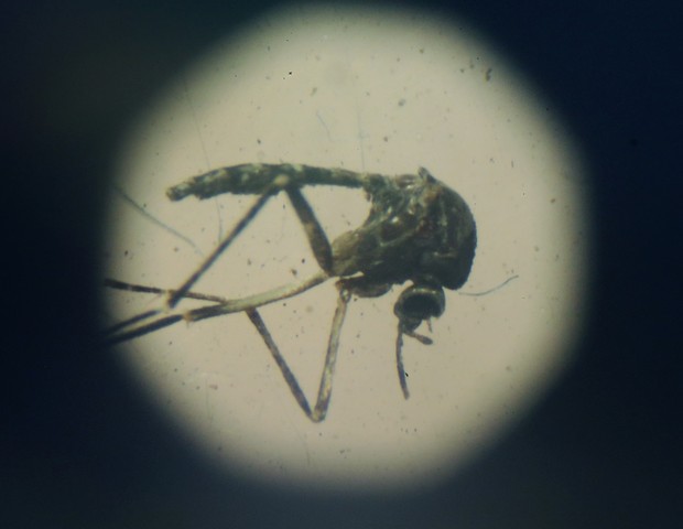 Mosquito Aedes aegypti (Foto: Getty Images)