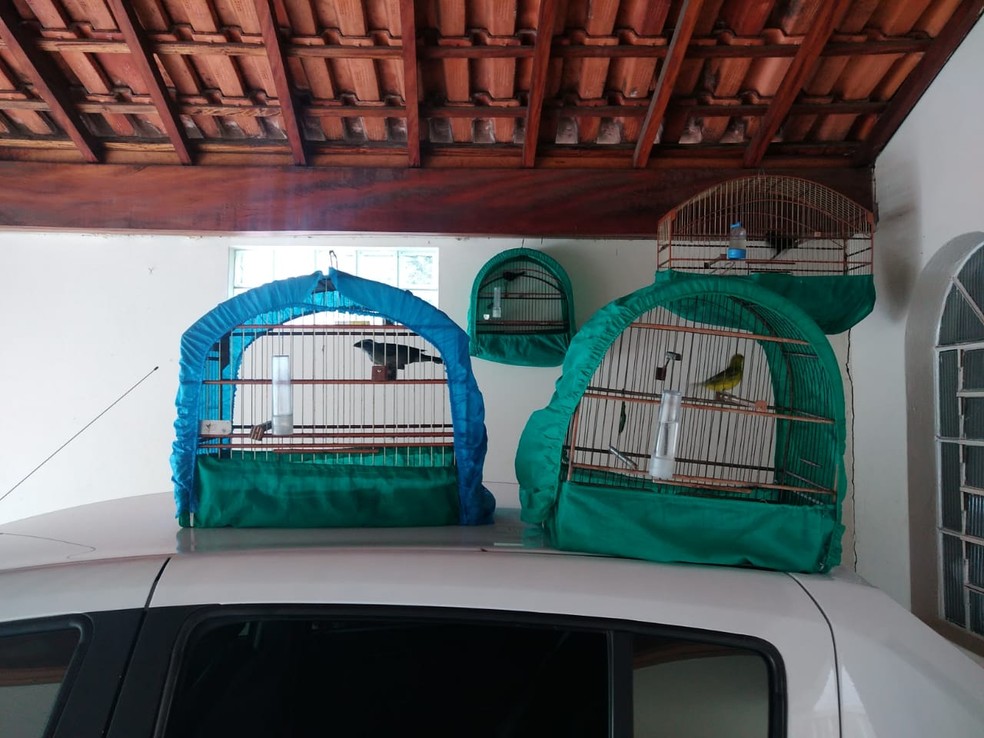 Aves silvestres apreendidas de criador sem autorização, em Piracicaba, em maio deste ano — Foto: Divulgação/Polícia Militar Ambiental
