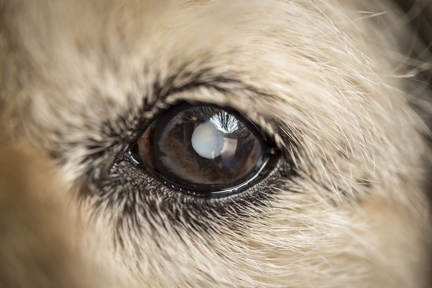 Caso a catarata não seja retirada por meio de cirurgia, pode provocar glaucoma e até perda ocular (Foto: Getty Images)