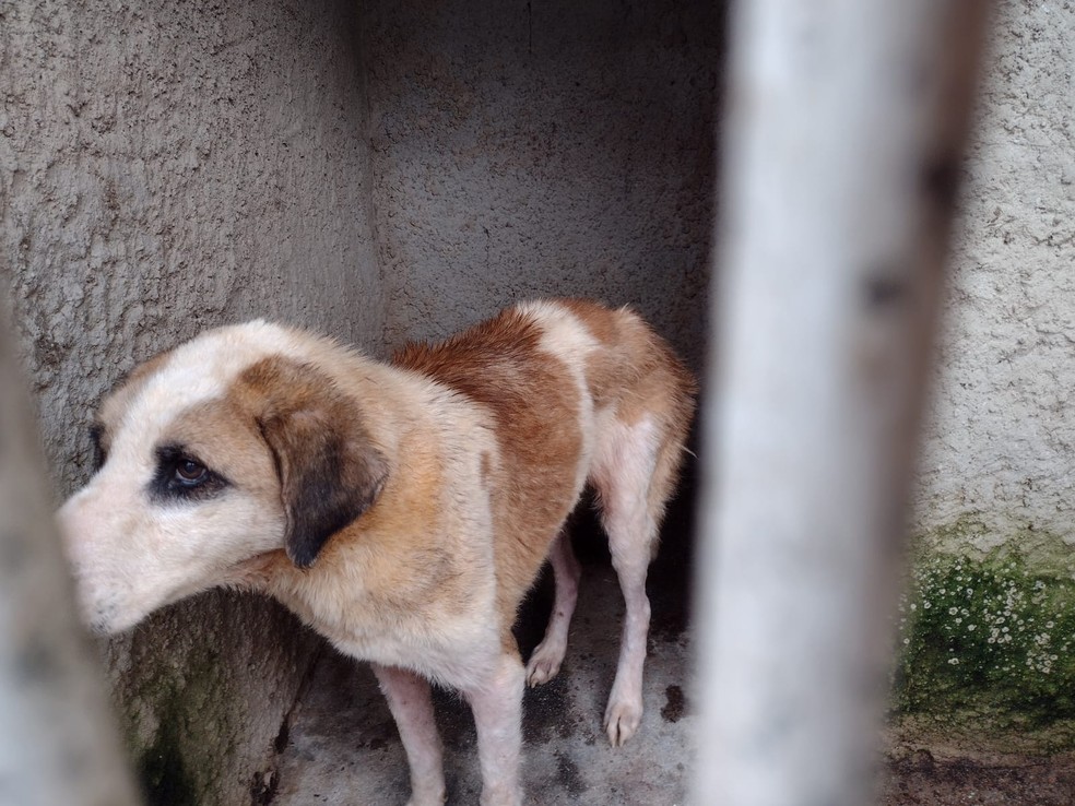 Mais de 300 cachorros eram mantidos sem água e alimentos em casa de Curitiba — Foto: Divulgação/Polícia Civil