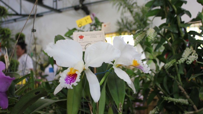 93ª Exposição de Orquídeas em Embu das Artes (Foto: Fernando Bumbeers)