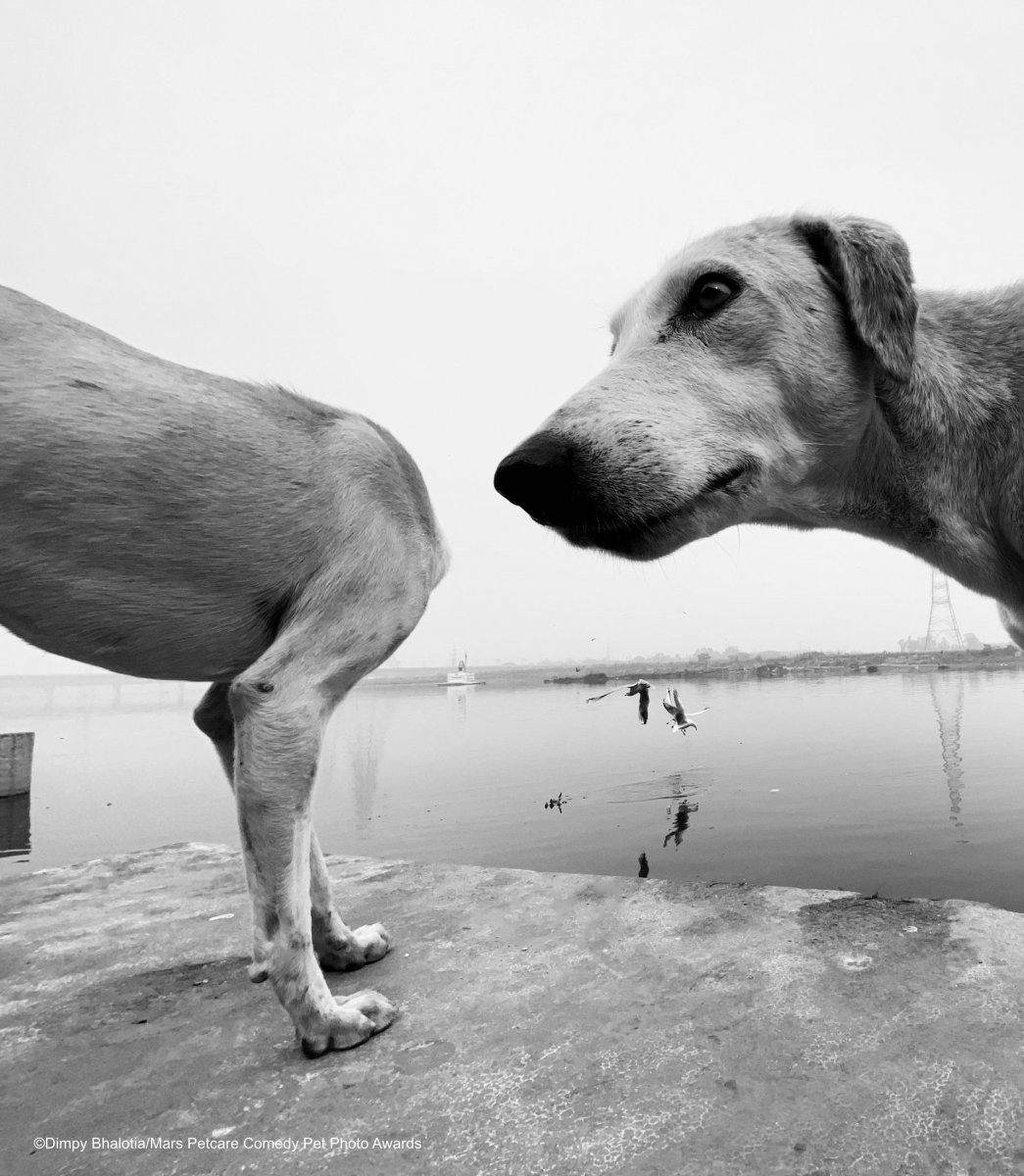 Concurso anuncia vencedores das melhores fotos engraçadas de pets