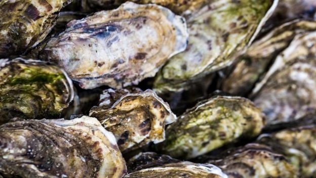 Filtros marinhos, como ostras, são particularmente sensíveis à poluição (Foto: GETTY IMAGES/BBC News Brasil)