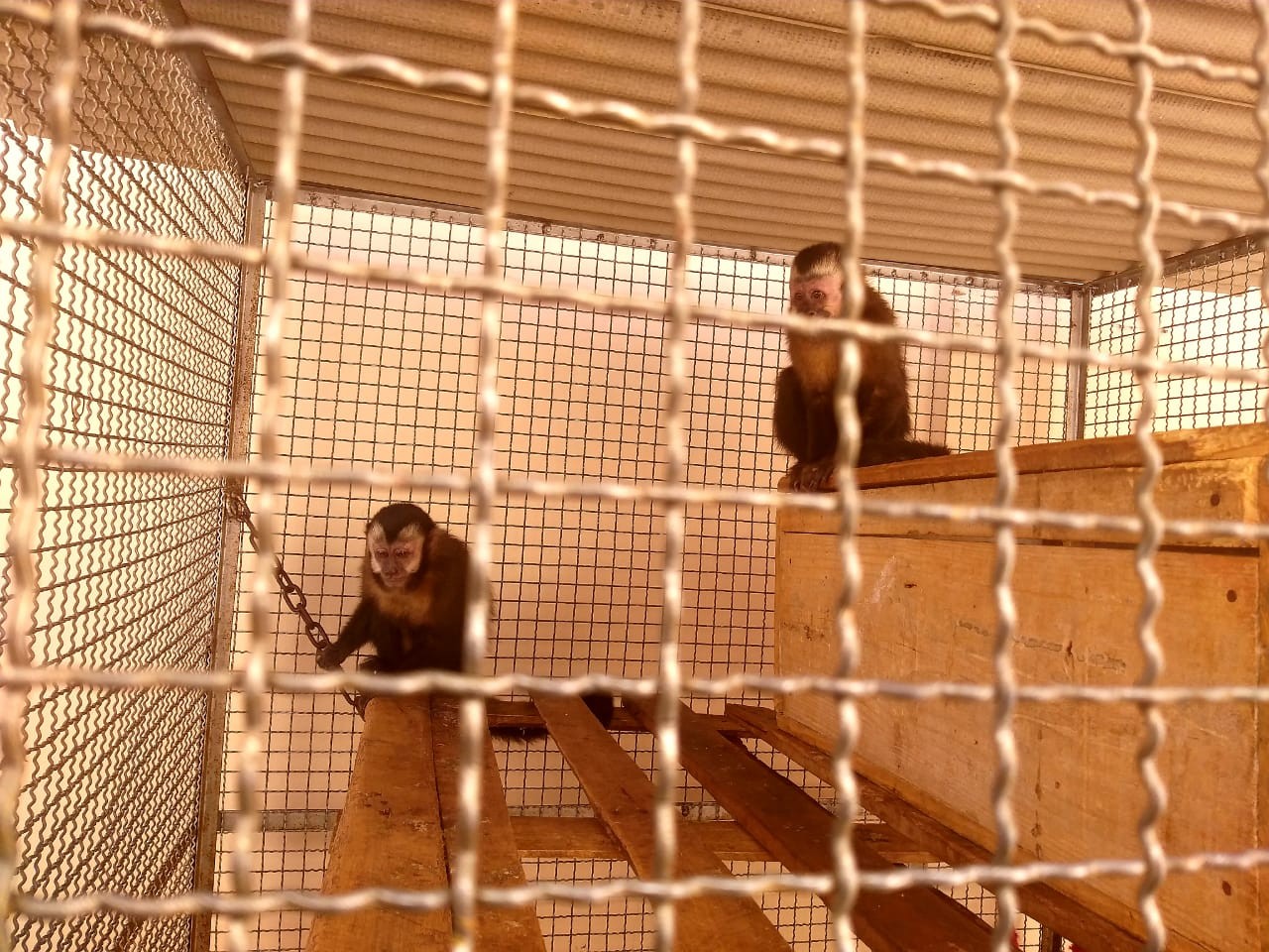 Polícia Ambiental apreende macacos-prego mantidos irregularmente em cativeiro em residência em Regente Feijó thumbnail