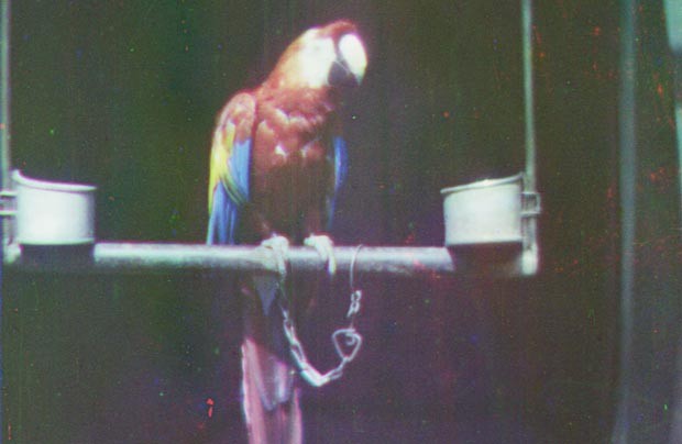 Imagem de uma ave no filme de Turner (Foto: National Media Museum/AP)
