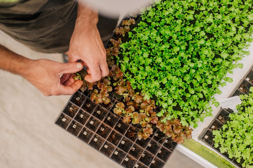 BeGreen: ao aproximar o "campo" do consumidor, foodtech reduz desperdício de alimentos.  — Foto: BeGreen / Divulgação
