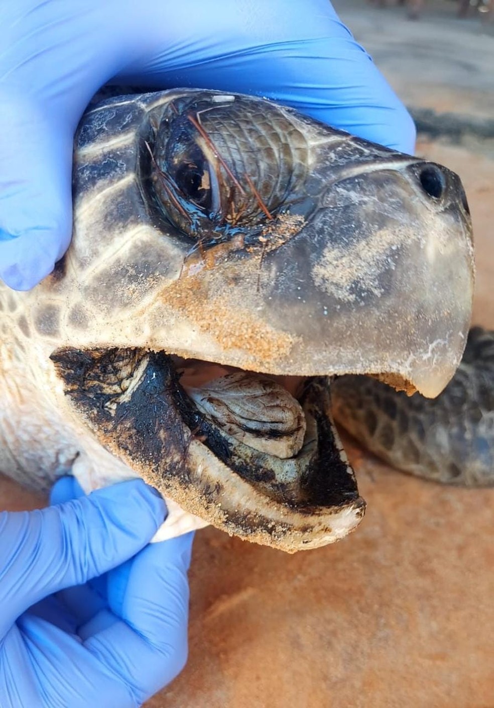 Tartaruga tinha óleo inclusive sobre os olhos e na boca — Foto: PCCB-UERN/Cedida