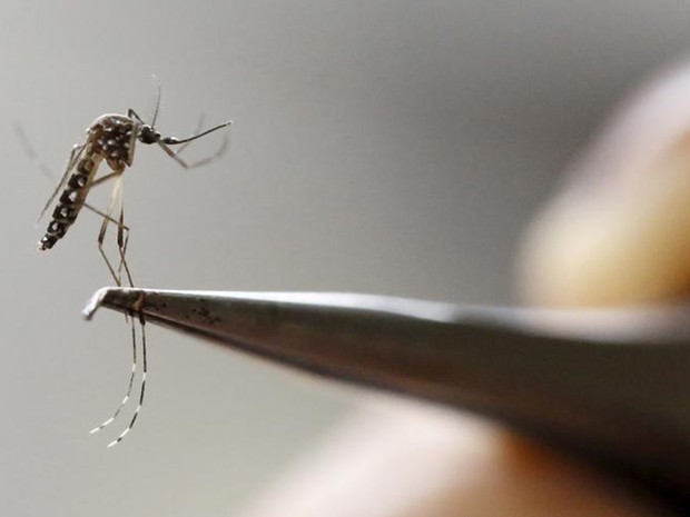   Mosquito Aedes aegypti, transmissor de zika, dengue, chikungunya e febre amarela, é analisado em laboratório de Cali, na Colômbia  (Foto: Reuters/Jaime Saldarriaga)