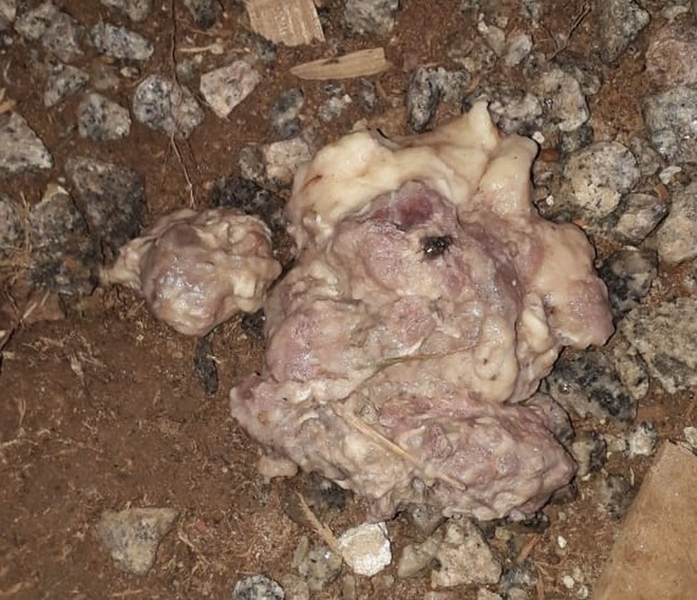 Pedaço de carne foi encaminhado para análise — Foto: TVCA/Reprodução