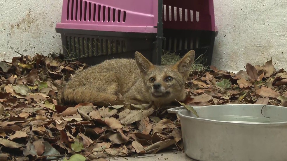 Animal foi capturado pelos militares e encaminhada para o Centro de Triagem de Animais Silvestres — Foto: TV Globo