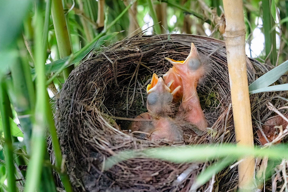 Filhotes de pássaros vocalizam como forma de requisição de alimento (Foto: Unsplash/ Fas Khan/ CreativeCommons)