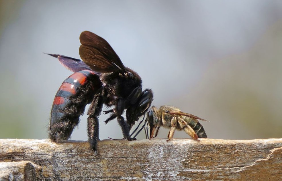 As mamangavas são abelhas solitárias de grande porte muito resistentes e importantes para a polinização — Foto: Wilton Felipe/Acervo Pessoal