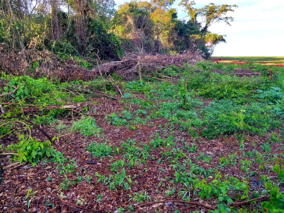 Multas foram aplicadas em uma fazenda, em Indiana — Foto: Polícia Militar Ambiental/Divulgação