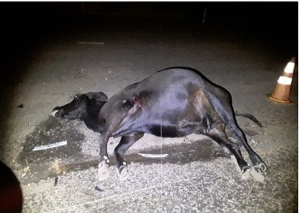 Carro atropelou bovinos na Rodovia Engenheiro Byron de Azevedo Nogueira, em Dracena (SP) — Foto: Polícia Militar Rodoviária
