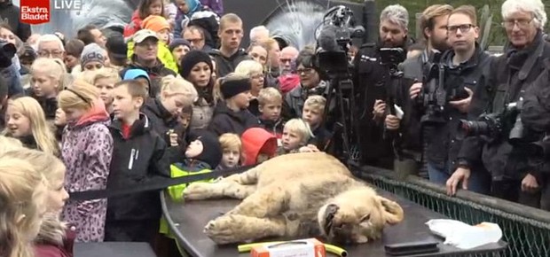 Dissecação pública do leão Odense, na Dinamarca: transmissão gerou polêmica (Foto: Reprodução/YouTube)