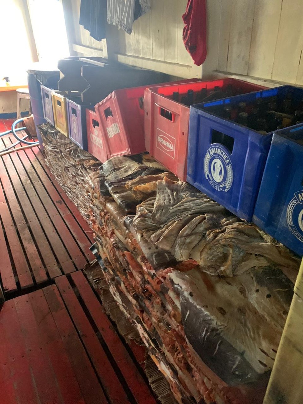 Pesca da espécie só pode ser feita em áreas determinadas pelo Ibama. — Foto: Divulgação/PF