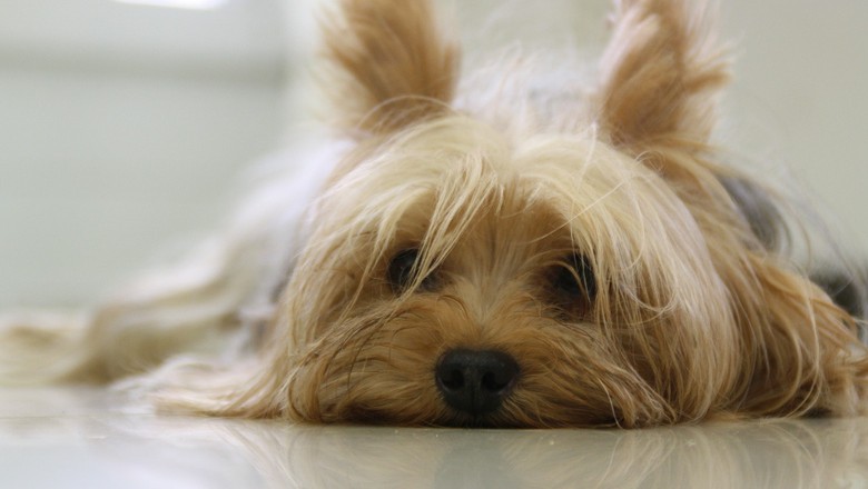 yorkshire-terrier-cachorro-animal-de-estimação (Foto: Pixabay)