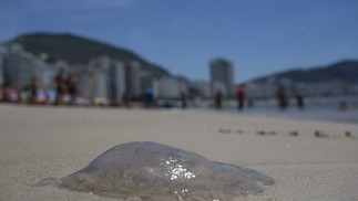 Água-viva na praia de Copacabana. Fenômeno está relacionado à temperatura do mar e às correntes marítimas, dizem especialistas — Foto: Márcia Foletto