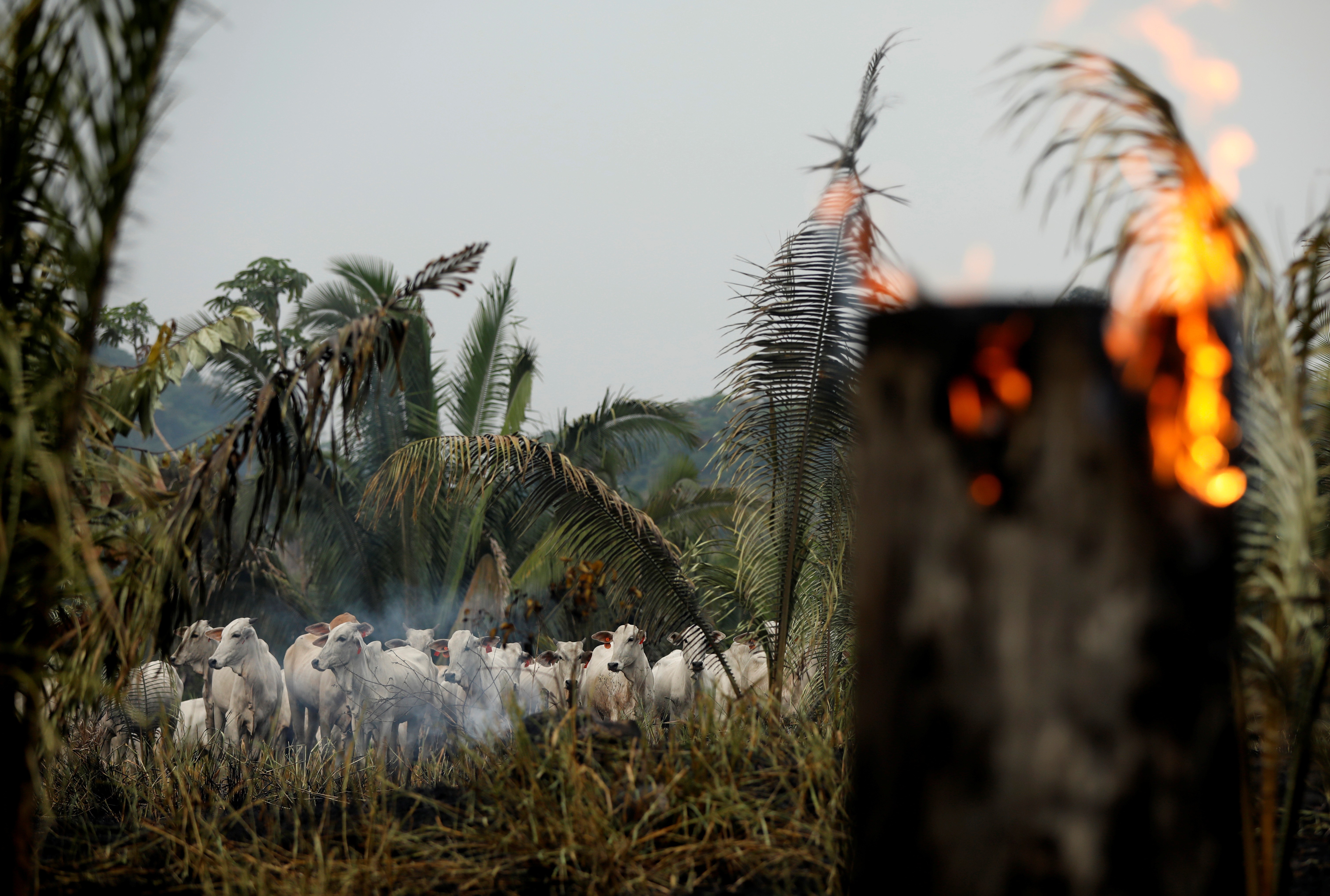Gado em meio à fumaça de um trecho em chamas da floresta amazônica, que é desmatada por madeireiros e agricultores em Apui (Foto: REUTERS/Bruno Kelly)