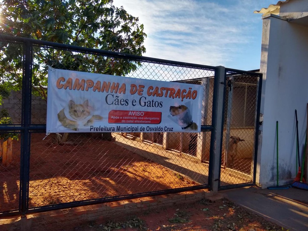 Prefeitura de Osvaldo Cruz realiza a Semana de Castração de cães e gatos — Foto: Prefeitura de Osvaldo Cruz