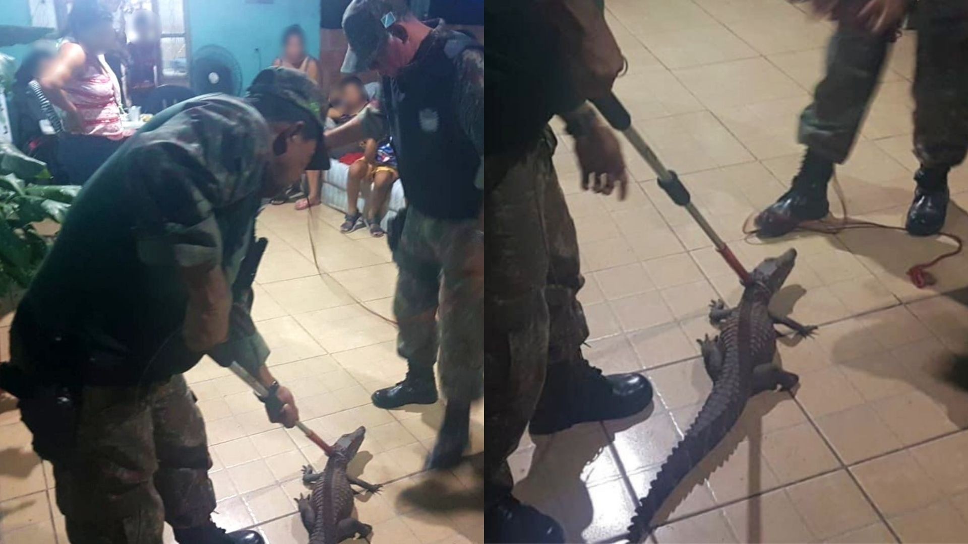 Filhote de jacaré aparece em quintal de casa e família acompanha resgate sentada no sofá