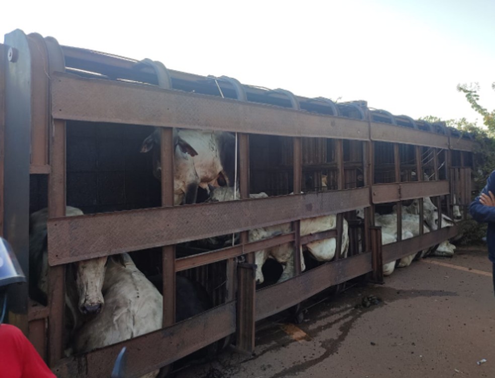 Caminhão envolvido na colisão estava carregado com bois — Foto: Divulgação