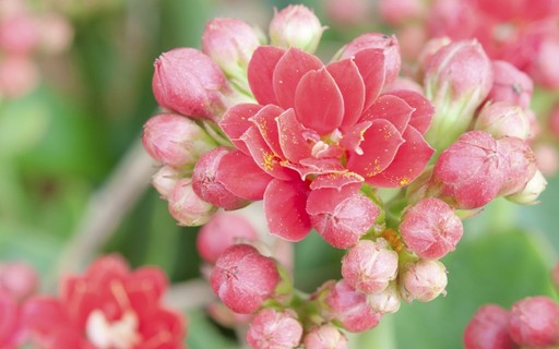 Como Plantar Calanchoe Revista Globo Rural Vida Na Fazenda