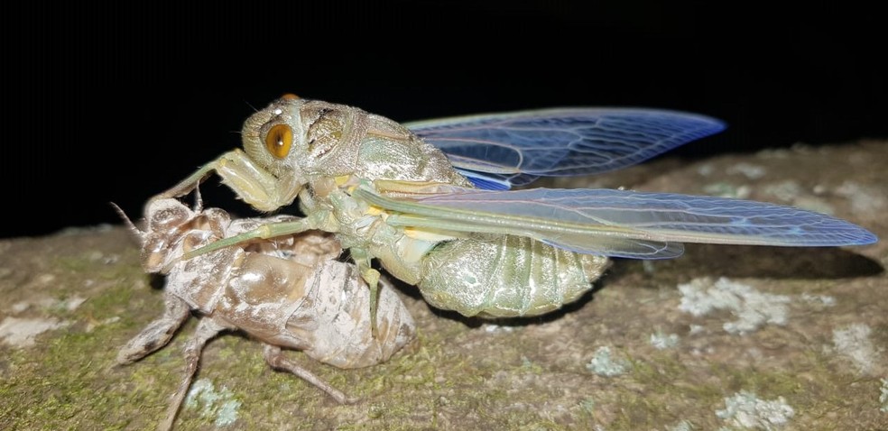 Cigarras Emitem Som Equivalente Ao De Uma Turbina De Aviao Terra Da Gente G1 verso 1 i'm going, going, going, back to cali, cali voei mil milhas, trilhas, quis me sentir grande quanto a armadilha de prata brilha pra quem lê em braile a mente. cigarras emitem som equivalente ao de