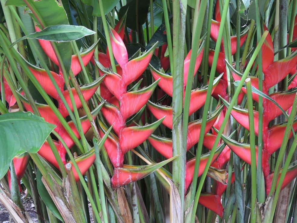 Heliconia bihai "Peach pink" — Foto: Chnelsons / Creative Commons