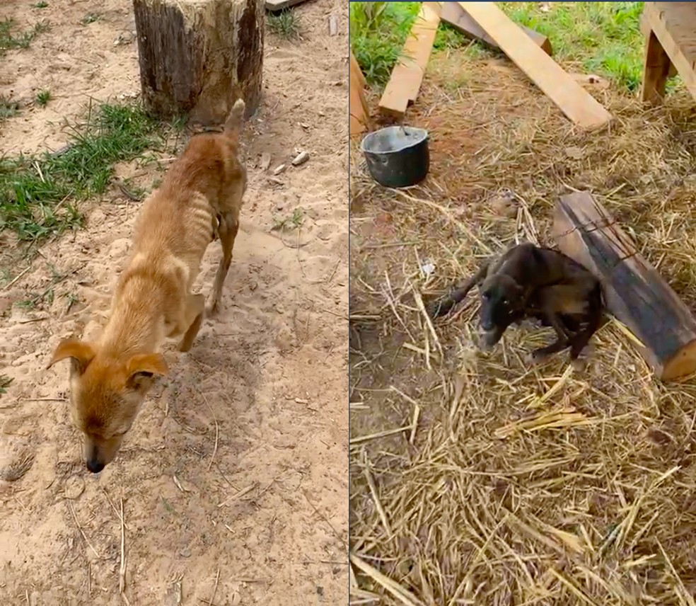 Animais estavam amarrados sem água e comida  — Foto: Arquivo/Polícia Militar 