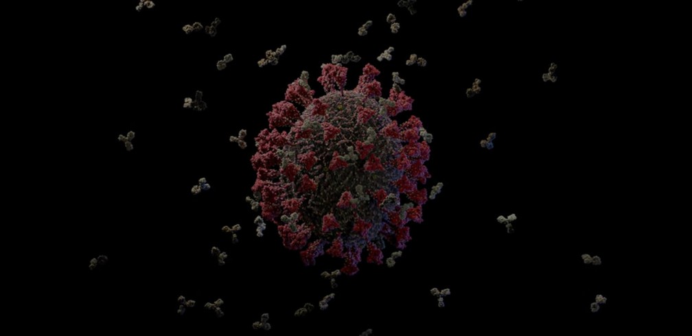 Reprodução do modelo em 3D criado pela Visual Science para ilustrar a resposta do sistema imune à infecção pelo novo coronavírus. As bolinhas brancas ao redor do vírus representam anticorpos protetores contra o vírus, que impedem que ele se una às células hospedeiras e as invada, além de atrair células do sistema imune que destroem o vírus. — Foto: Reprodução/YouTube Visual Science