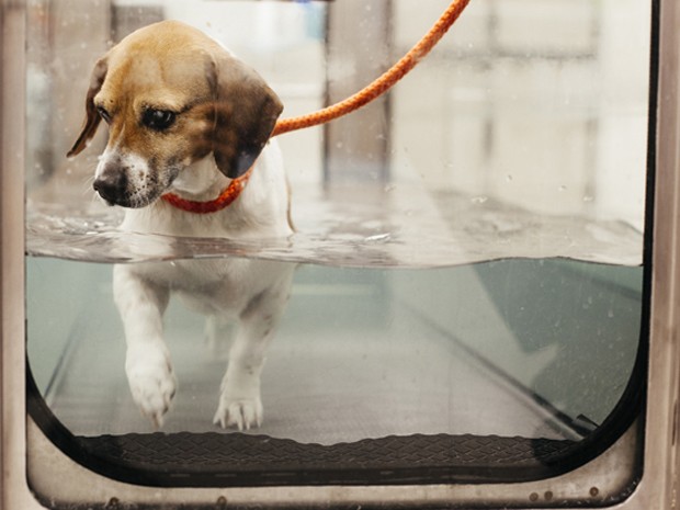 O cão Mabel perdeu 20 kg com ajuda de nutricionistas e especialistas em reabilitação canina (Foto: Shawn Poynter/The New York Times)
