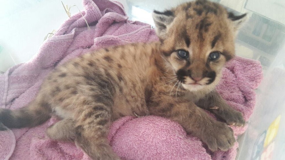 Felino foi tratado na APASS, em Assis — Foto: Eixo SP/Divulgação
